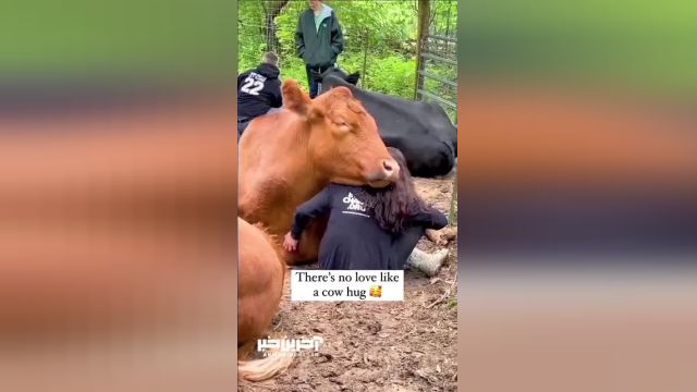 این ویدئو ثابت می کند که گاوها عشق و احساس را درک می کنند