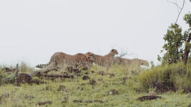 در یک سافاری حیات وحش کنیا استراحت کنید!