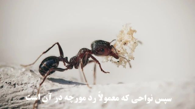 8 روش موثز برای از بین بردن مورچه ها و دور کردن آنها از خانه
