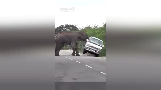 روش زورگیری خشن از خودروی گردشگران برای فیل گرسنه