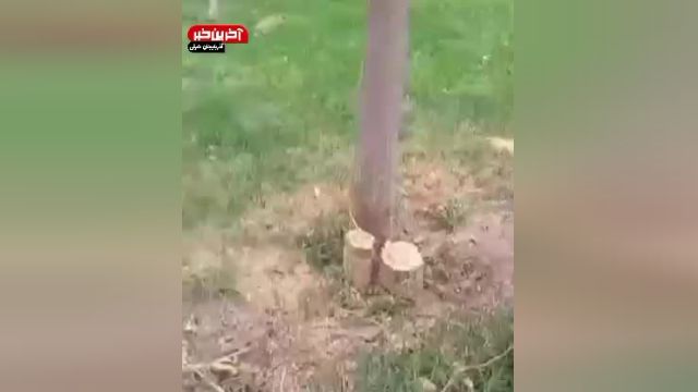 قطع بی رحمانه درختان در تبریز