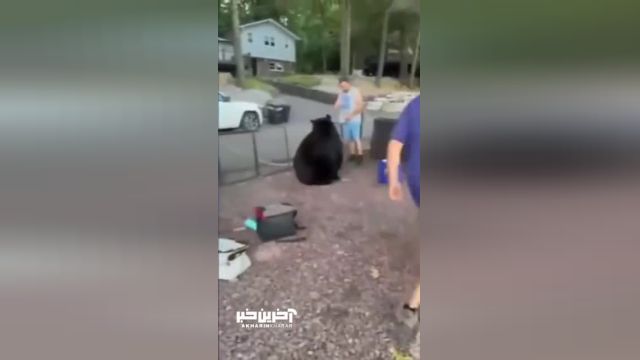بیرون کردن یک خرس از خانه در کمال خونسردی | ویدئو