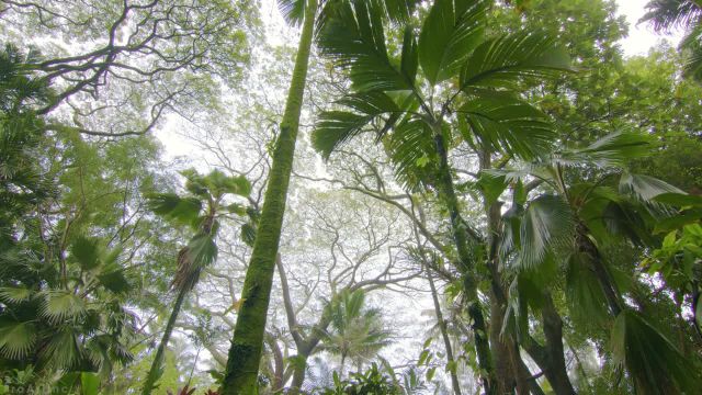 صداهای شگفت‌ انگیز جنگل | آواز پرندگان در جنگل‌ های بارانی استوایی | قسمت 2