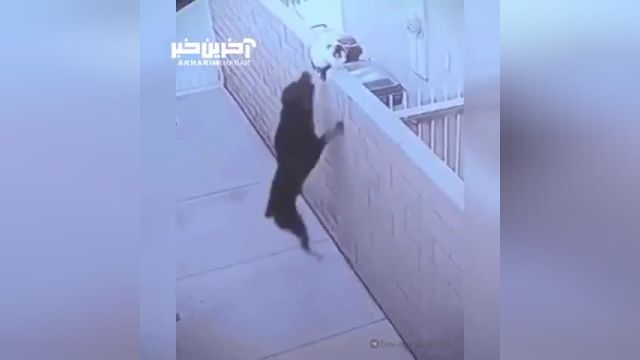 ویدئوی غافلگیری گربه توسط سگ