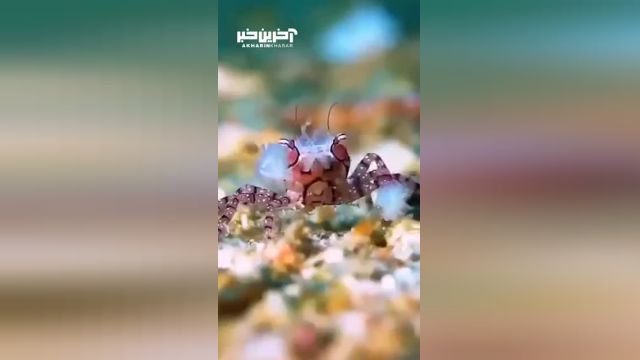 رویت خرچنگ بوکسور در جزایر مارشال