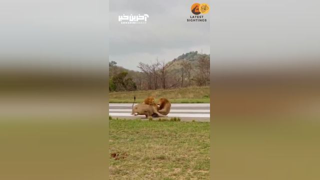 شیر خوابیده در جاده از حمله 2 شیر نر غافلگیر شد | ویدئو