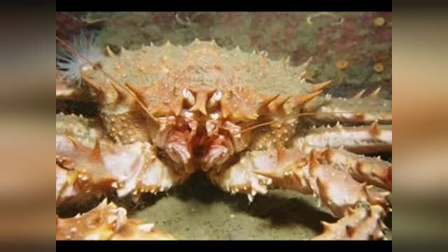Most Amazing & Bizarre Deep Sea Creatures Part 1 (Reupload)