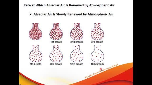 اصول تبادل گازها | فیزیولوژی دستگاه تنفس | جلسه ششم (1)