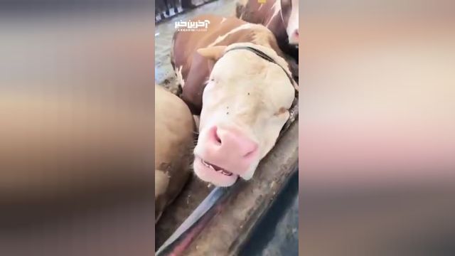 خواب عمیق یگ گاو در یک گاو داری | ویدیو