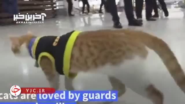 گربه هایی که جایگزین سگ‌ های پلیس شده اند