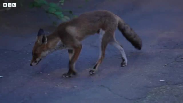 مبارزه برای محافظت از روباه های شهری که جالب است ببینید!