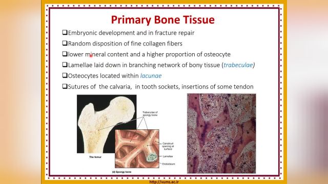 بافت استخوانی (Bone Tissue) | آموزش جامع و کامل بافت شناسی عمومی | جلسه هشتم (2)
