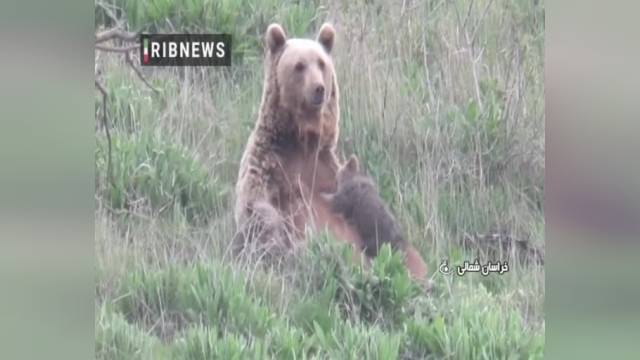 خرس مادر و دو توله زیبا در پارک ملی گلستان | ویدیو