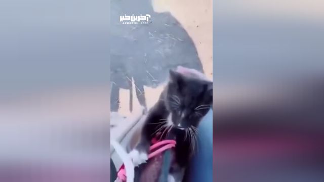 ویدیو جالب از گربه شتر سوار