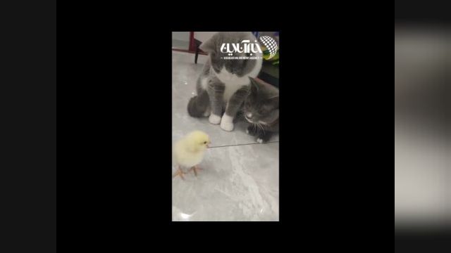 محبت کردن دو توله گربه به یک جوجه رنگی | ویدیو