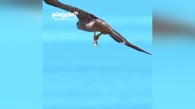 کلیپ عقاب پیش از حمله