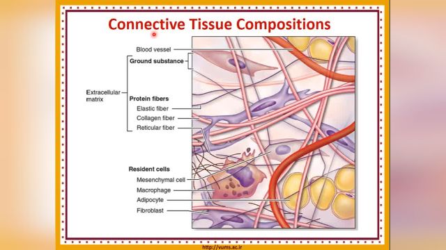 بافت همبند (Connective tissue) | آموزش جامع و کامل بافت شناسی عمومی | جلسه ششم (1)