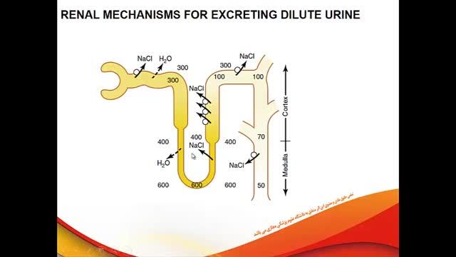 فرآیند تشکیل ادرار غلیظ و رقیق | آموزش جامع فیزیولوژی کلیه | جلسه دهم (1)