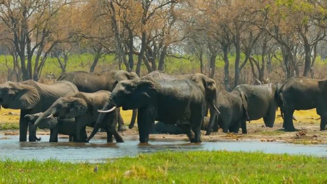حیات وحش آفریقایی | یک روز در آفریقا با فیل های غول پیکر | قسمت 1