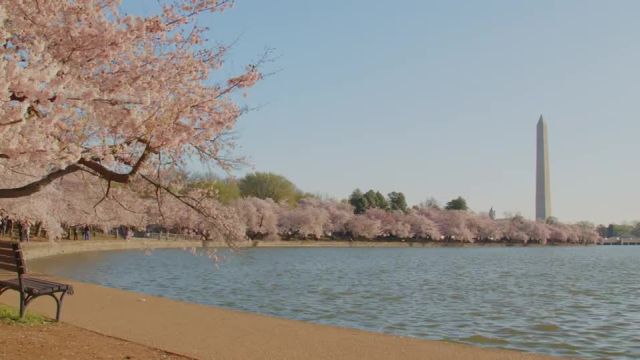 زیباترین جشنواره شکوفه های گیلاس در واشنگتن دی سی