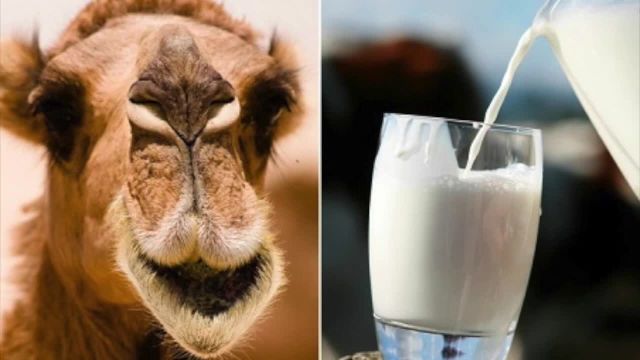 خواص شیر شتر برای دیابتی ها | ویدیو