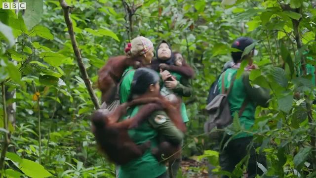 اورانگوتان ها نحوه صعود را یاد می گیرند!