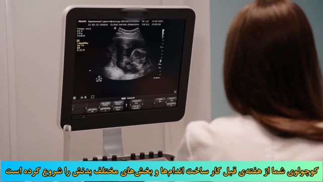 بررسی تغييرات مادر و جنين در هفته چهارم باردارى
