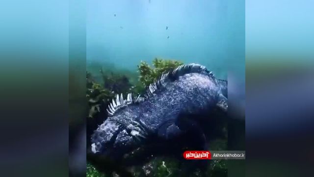 ایگوانای دریایی گالاپاگوس تنها مارمولک در جهان است که می تواند شنا کند | ویدیو