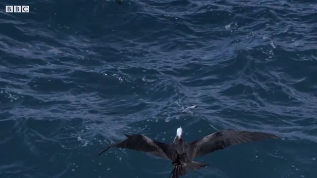 نبرد پرندگان دریایی در هوا برای ماهی که جالب است ببینید!