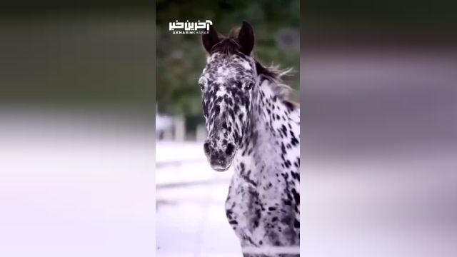 اسب کمیاب نژاد دالماسی: زیبا، قدرتمند و منحصر به فرد