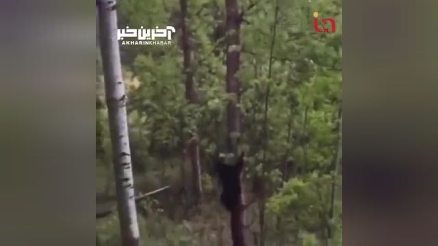 شگفت‌انگیز: دو خرس سیاه با سرعت باورنکردنی از درخت بالا می‌روند!