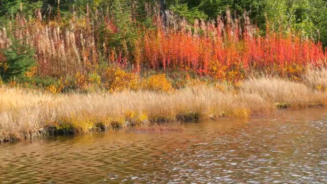 شاخ و برگ پاییزی در ایالت واشنگتن | ویدیوی آرامش بخش با صداهای شگفت انگیز طبیعت
