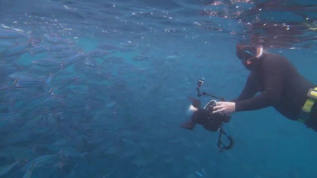 فیلم کوتاه از حرکت زیبای سفره ماهی در آب