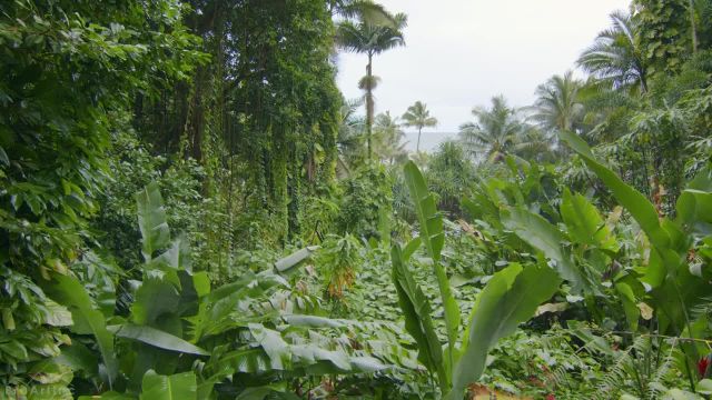 صداهای شگفت‌ انگیز جنگل | آواز پرندگان در جنگل‌ های بارانی استوایی | قسمت 1
