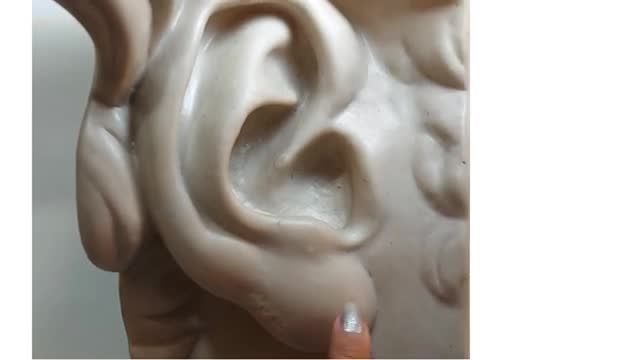 بررسی آناتومی گوش مخصوص هنرجویان