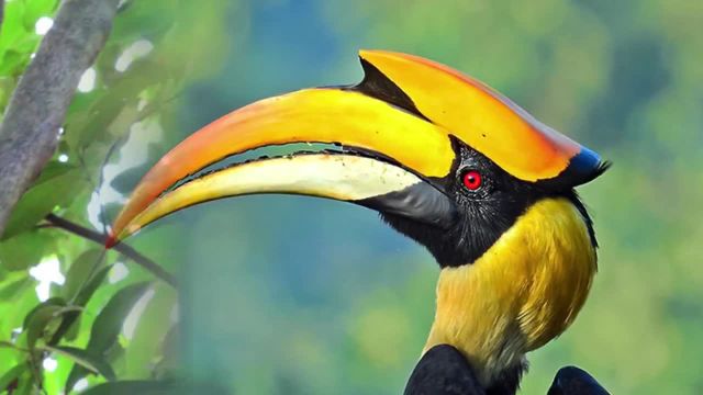 با عجیب ترین پرندگان جهان  آشنا شوید