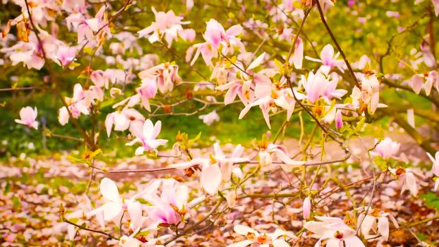 زیباترین باغ گل های جهان (ویدیو HD رایگان)