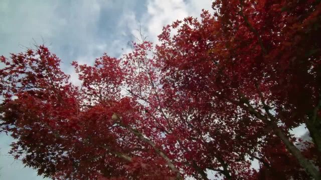 شاخ و برگ ها با رنگ‌ های دل انگیز پاییزی | درختان افرای زرد و قرمز