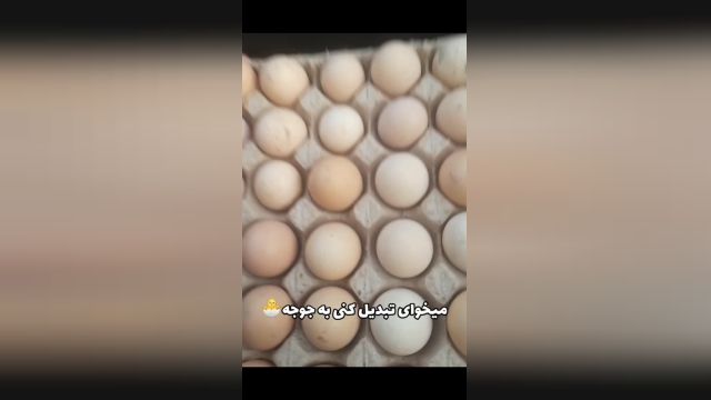 روش تبدیل تخم مرغ به جوجه