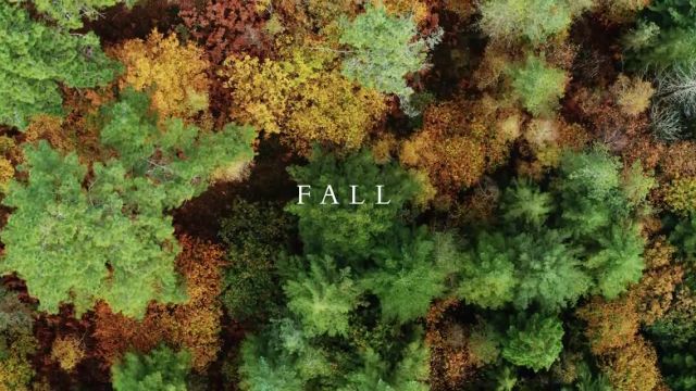 رنگ های پاییزی | جنگل | فوتیج سینمایی با پهپاد