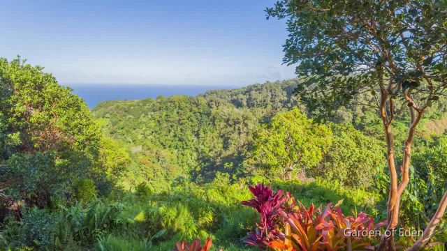 مناظری زیبا از اقیانوس آرام 4K - سواحل مائویی هاوایی