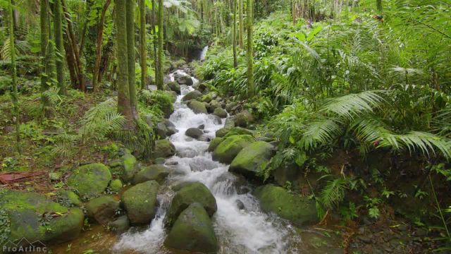 صداهای آرام بخش جنگلی و آواز پرندگان | 8 ساعت ویدیوی جزیره گرمسیری | قسمت 1