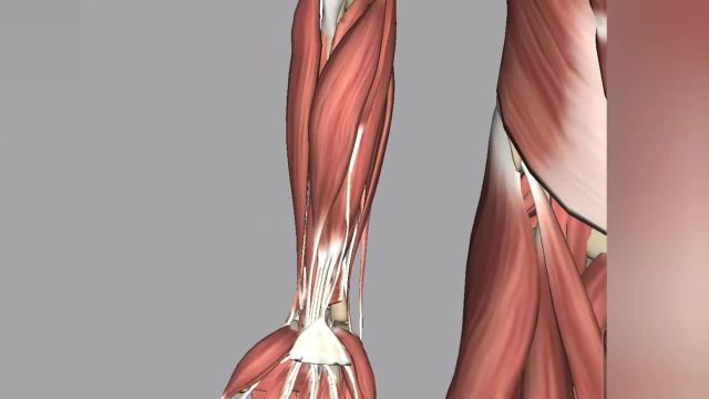 آموزش حرفه ای طراحی دست: مطالعه روی عضلات و تاندون ها (بخش 2)