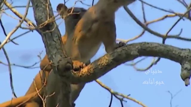 فوسا ؛  بزرگترین گوشتخوار بومی ماداگاسکار