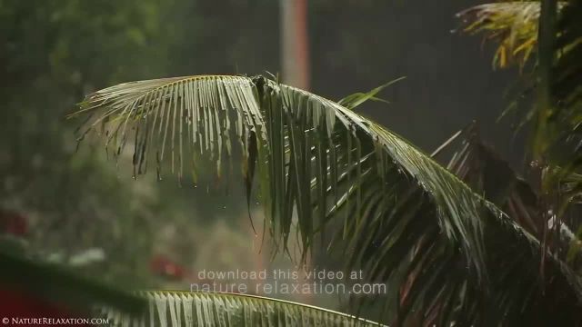 آیا می توانید پیام طبیعت را بشنوید؟ 4 دقیقه تجربه آرامش در طبیعت HD