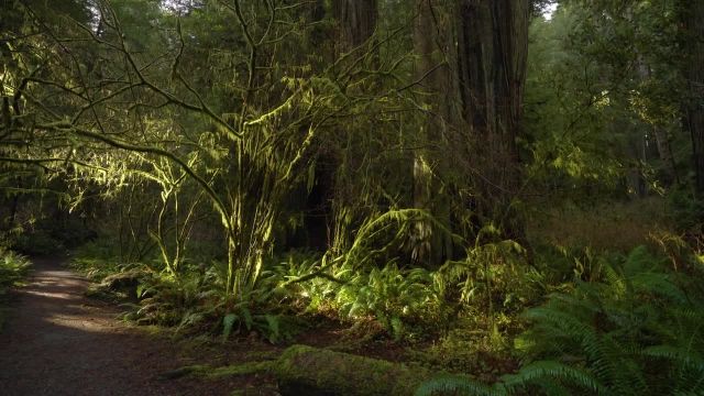 مناظر جنگلی با موسیقی آرامش‌ بخش  4K | پارک های ملی و ایالتی ردوود | تریلر