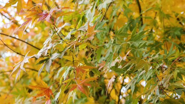مناظر برگهای پاییزی با کیفیت 4K - افرای ژاپنی - تریلر 53