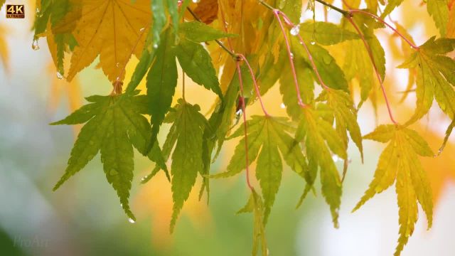 ویدیوی 4K از مناظر طبیعت - پاییز در سیاتل - درخت افرا ژاپنی (تریلر 55)