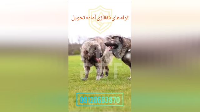 سگ قفقازی شاهسوند اصیل ماده
