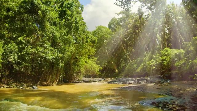 شفا درمانی صدای رودخانه و آواز پرندگان عجیب و غریب در جنگل های بارانی